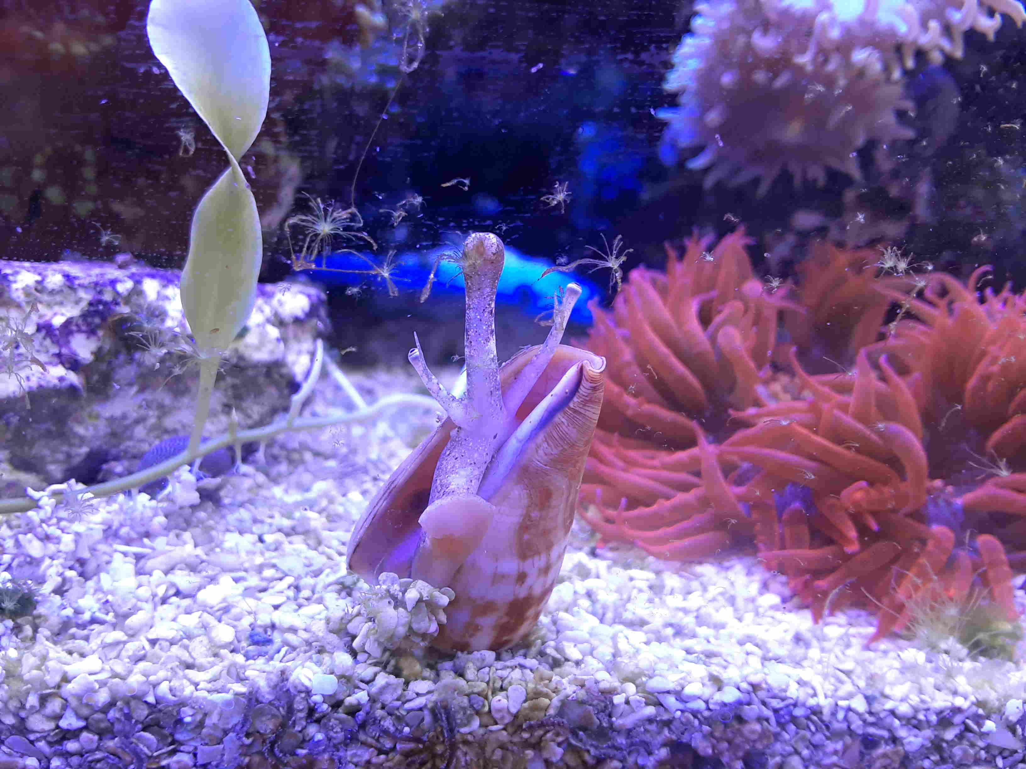  Strombus alatus (Fighting Conch)